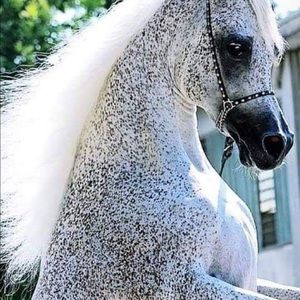 Meet your Posher, Whitney